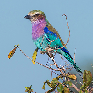 South Luangwa - Lilac-breasted roller